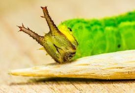 macro green caterpillar head in detail