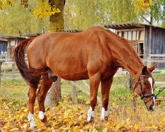 beautiful brown horse on the pasture in autumn