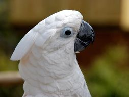 white cockatoo head on blurry background