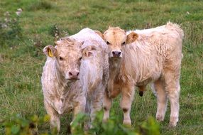 farm buffalo on the pasture