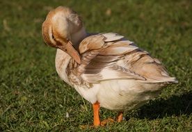 Duck is preening