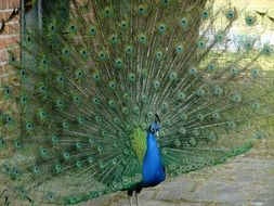 bright peacock in the park