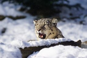 Snow leopard in winter