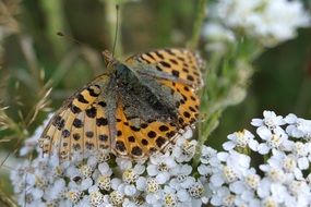 brown butterfly on a light purple flower