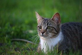 lying low domestic cat