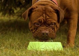 mastiff drinking water