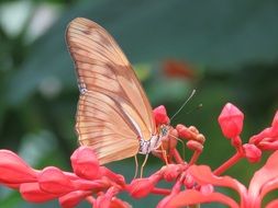 butterfly on a pink exotic flower