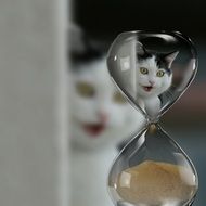 curious cat through the hourglass