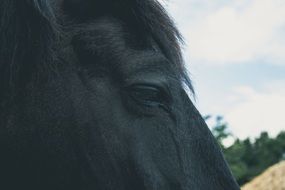 dark Horse portrait close up