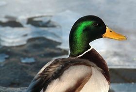 duck with a bright green head