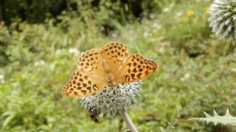 orange and yellow spotted butterfly on a plant close-up