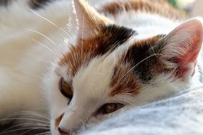 Cat Lazing Around relax close portrait