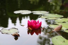bright pink water lily on the pond