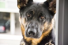 cute beautiful German Shepherd