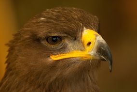 Bird Falcon Steppe