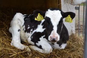 the calf lying on the farm