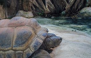 Beautiful Seychelles Giant Tortoise