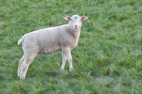 lonely sheep on green grass