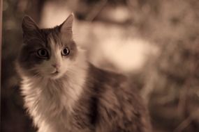 fluffy grey and white cat