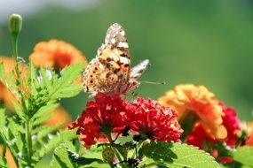 orange butterfly on blooming lantana close-up on blurred background