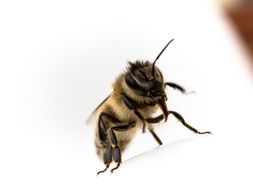 Closeup picture of Bee