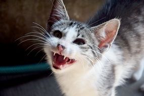 little kitten meows