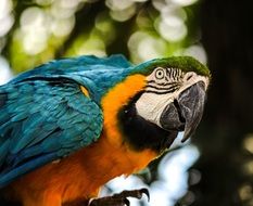 Blue Gold Macaw