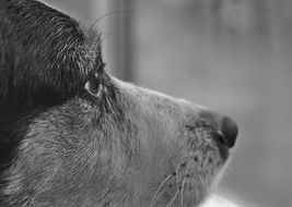 portrait of a waiting dog