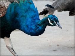 Beautiful peacock bird