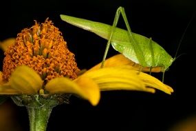 grasshopper on a yellow flower