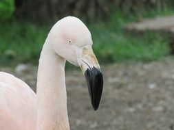 portrait of flamingo in summer