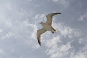 flight of seagulls under the clouds