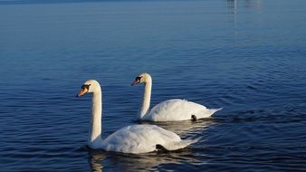swan couple on the lake