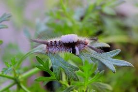 Larva on the plant