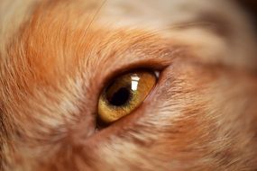 eye of australian shepherd close-up