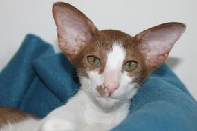 oriental shorthair baby cat