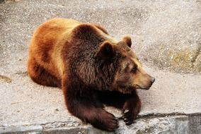 The brown Bear in the zoo