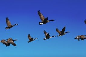 flock of black head geese in the blue sky