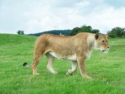 Lioness in the wildlife