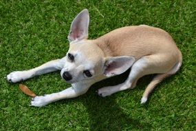 Chihuahua Dog on the grass, top view