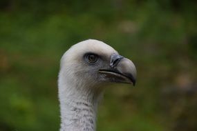 head of a dangerous Vulture close up