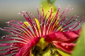 Ants in Passion Flower, macro
