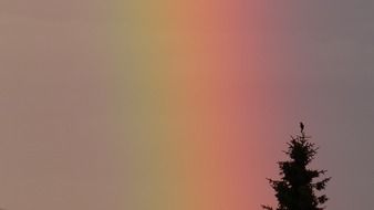 Tree at the background of the Rainbow on a sky