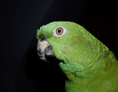 green exotic parrot at night