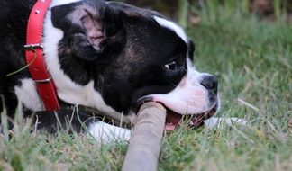 boxer biting cable