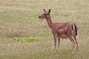 Roe deer on meadow