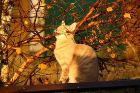 red cat in autumn foliage in evening