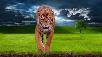 colorful Tiger in Wildlife photoshop picture