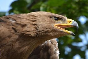 Eagle Bird Bird Of Prey Beak