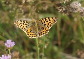 dotted butterfly on the meadow